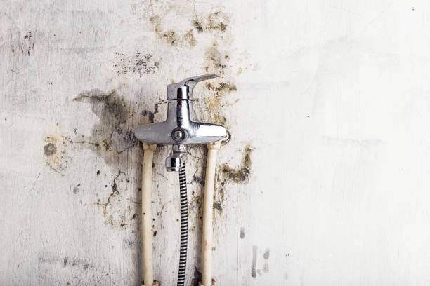 Best Best Mold Removal Companies  in Mango, FL