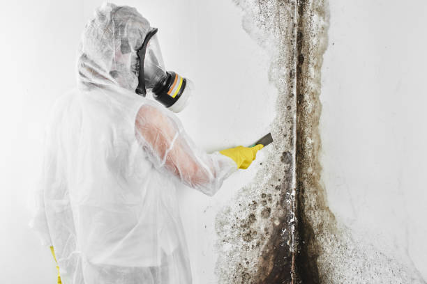Best Crawl Space Mold Removal  in Mango, FL