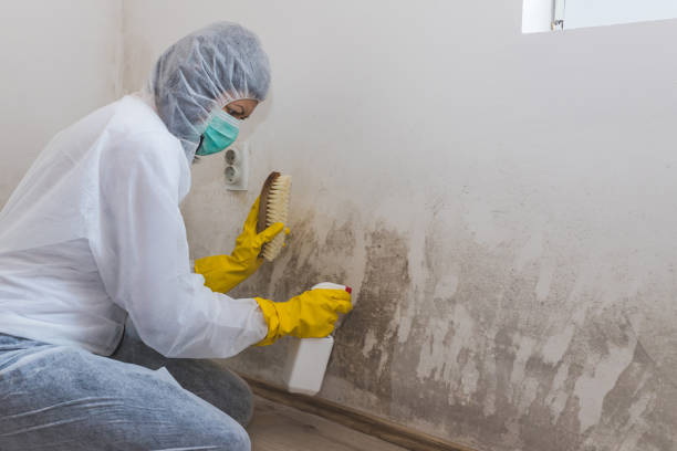 Best Attic Mold Removal  in Mango, FL
