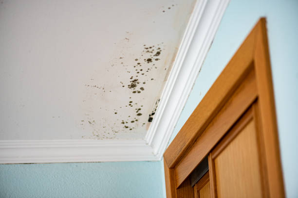 Best Mold Inspection  in Mango, FL