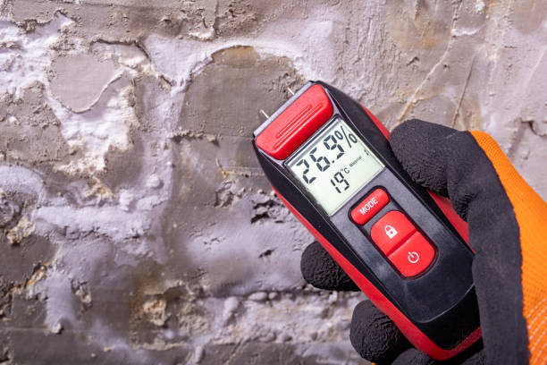 Best Mold Damage Repair  in Mango, FL