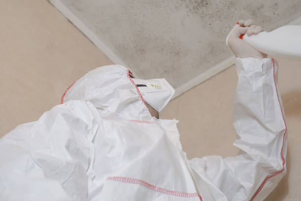 Best Fast Mold Removal  in Mango, FL