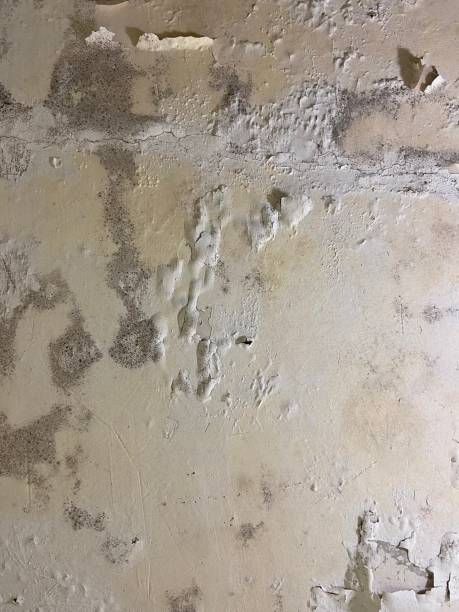 Best Commercial Mold Removal  in Mango, FL