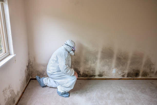 Best Residential Mold Removal  in Mango, FL