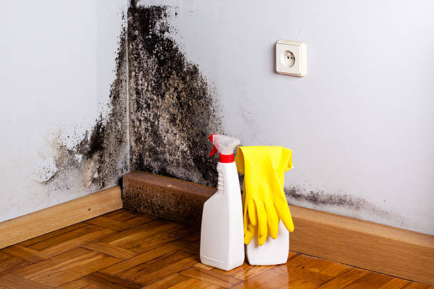 Best Mold Remediation  in Mango, FL