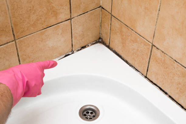 Best Mold Remediation Experts  in Mango, FL
