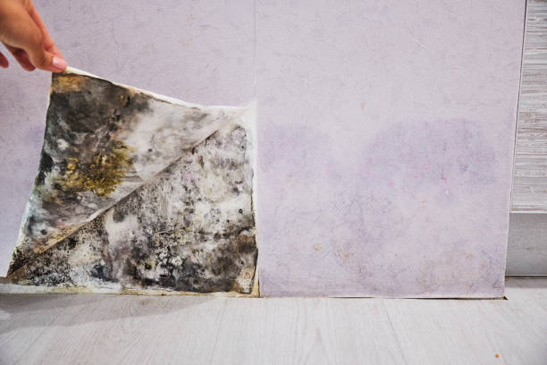 Best Certified Mold Removal  in Mango, FL